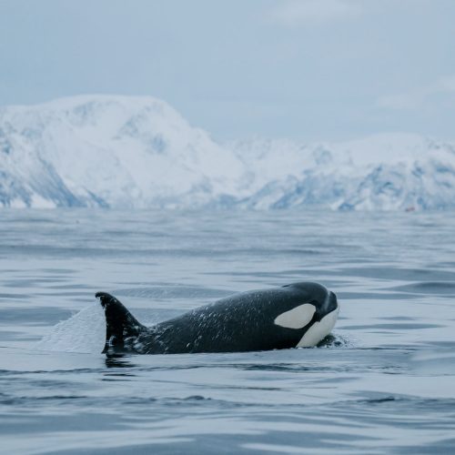 whale-whatching-tromso φάλαινα σε παγωμένα νερά κάπου στο Τρόμσο