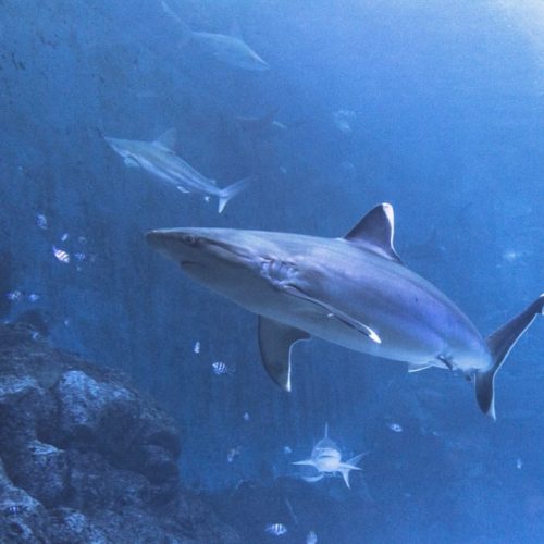 SEA-aquarium-singapore το ενυδρείο στην Σιγκαπούρη