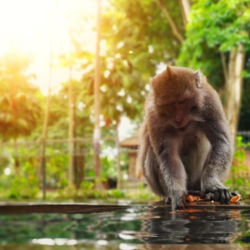 bali-monkey πίθηκος στο Μπαλί