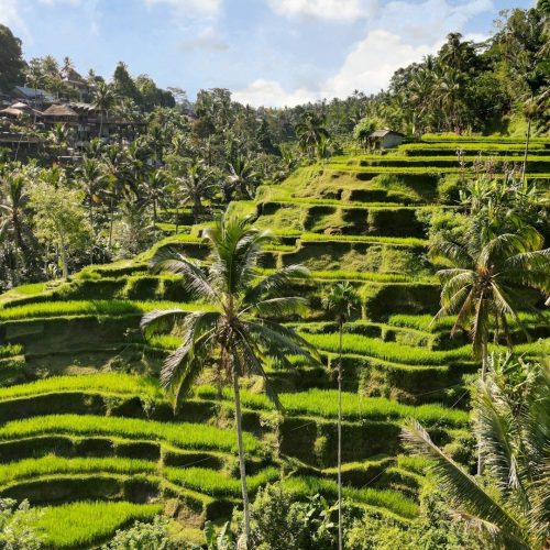 rice-terrace-bali ρυζοφυτείες στο Μπαλί