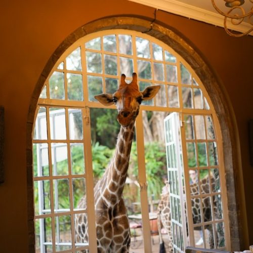 IMG_5337 καμηλοπάρδαλη στο Giraffe Manor